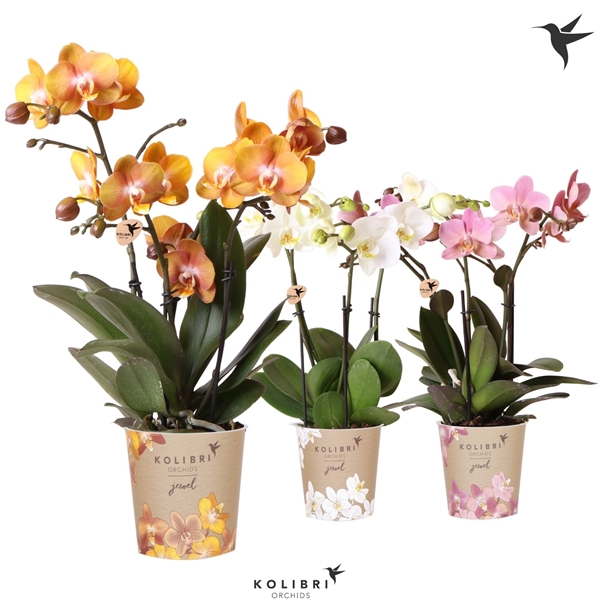 Phalaenopsis 3-t Jewel Mixtray
