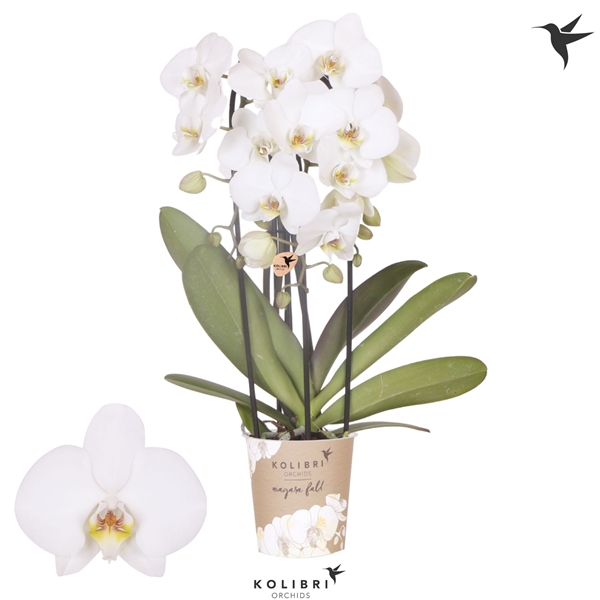 Phalaenopsis 3-t Cascade Leeds 