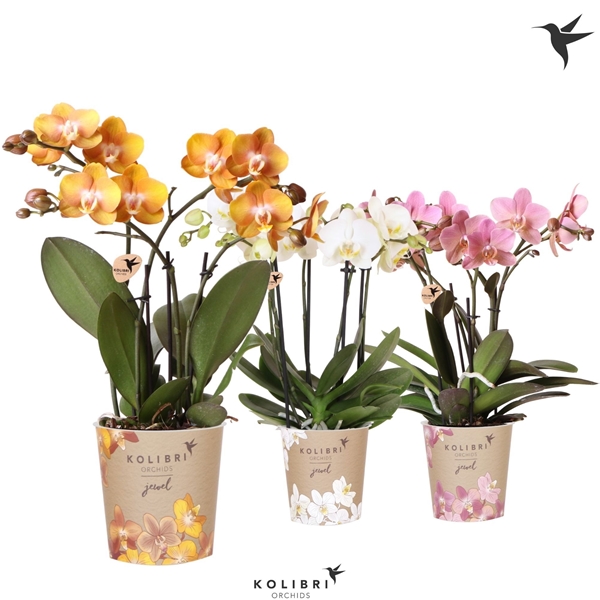 Phalaenopsis 4-t Jewel Mixtray