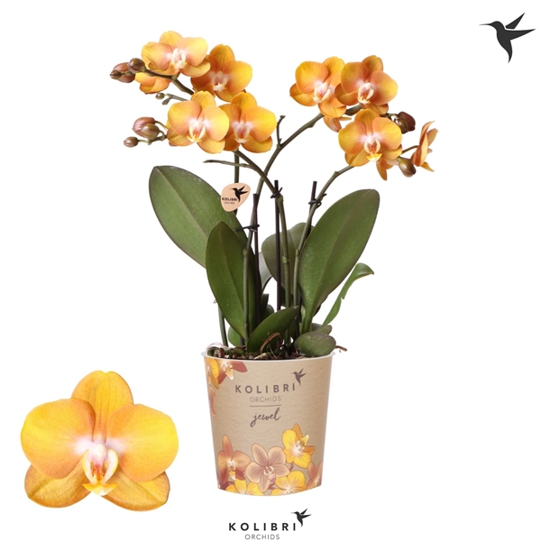 Phalaenopsis 4-t Jewel Las Vegas