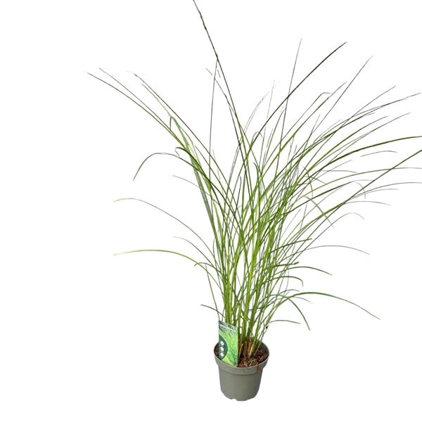 Miscanthus Sinensis Gracilimus