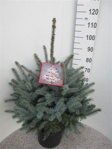 Picea Pungens Super Blue 70-90 
