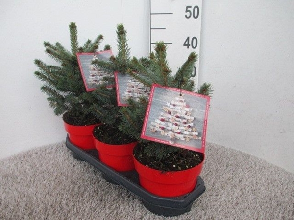 Picea Pungens Super Blue 20-30 