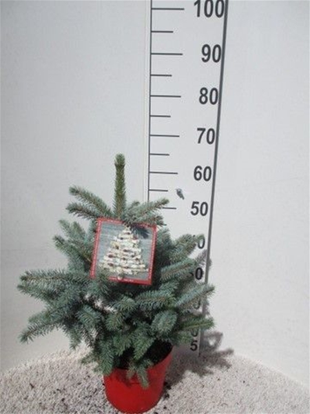 Picea pungens Super Blue 45-50 P26