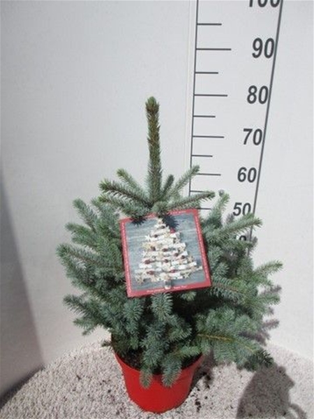 Picea Pungens Super Blue 50-60 