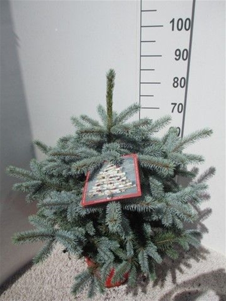 Picea Pungens Super Blue 60-70 