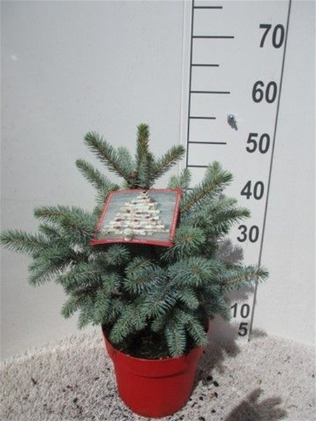 Picea Pungens Super Blue 30-35 