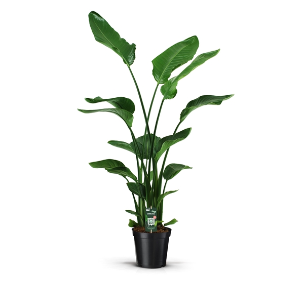 Strelitzia Nicolai 4pp