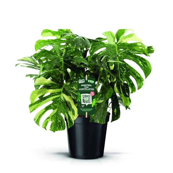 Monstera Thai Constellation