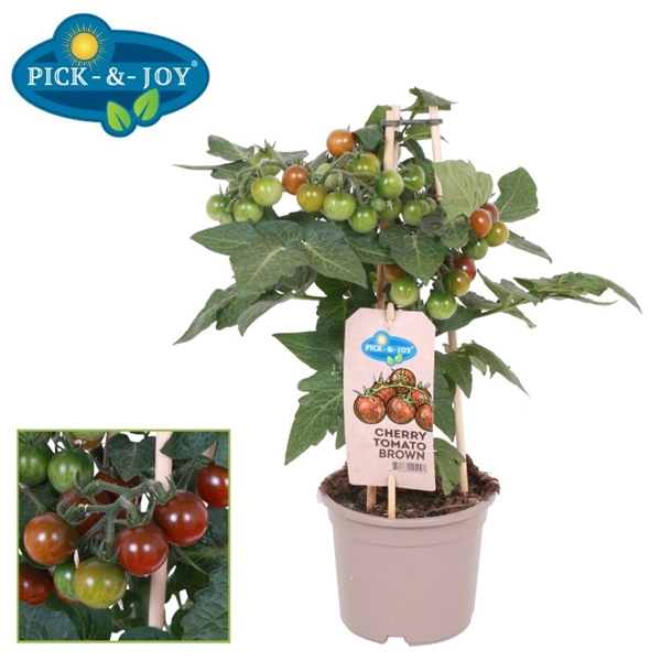 PICK-&-JOY® Cherry Tomato Brown