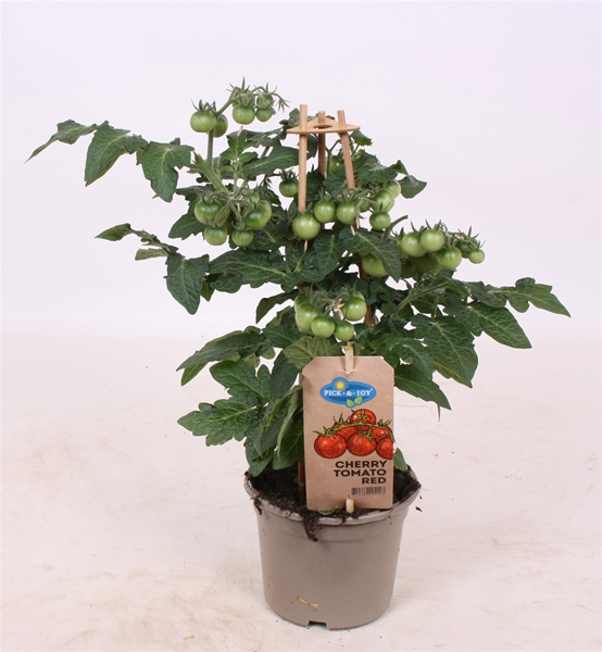 PICK-&-JOY® Cherry Tomato Red