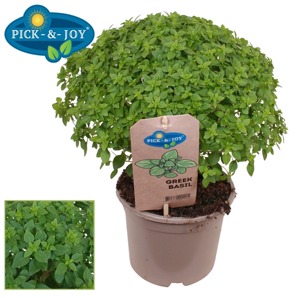 PICK-&-JOY® Greek Basil Bush