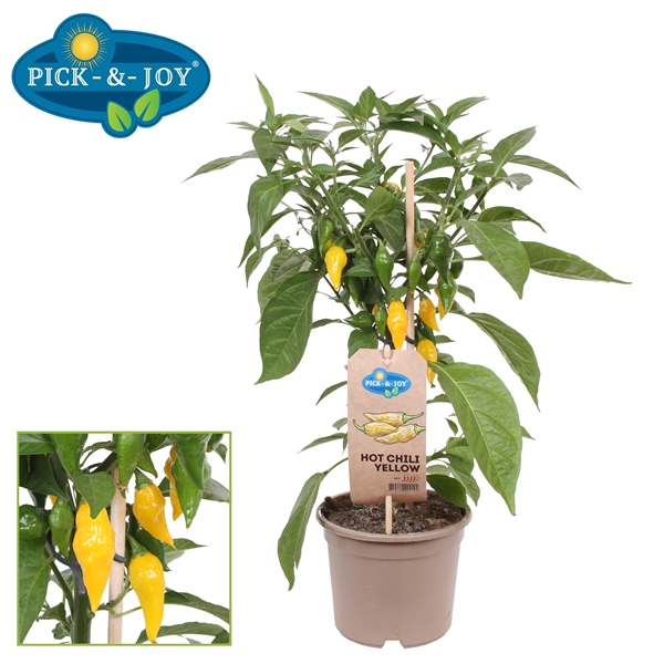 PICK-&-JOY® Hot Chili Yellow