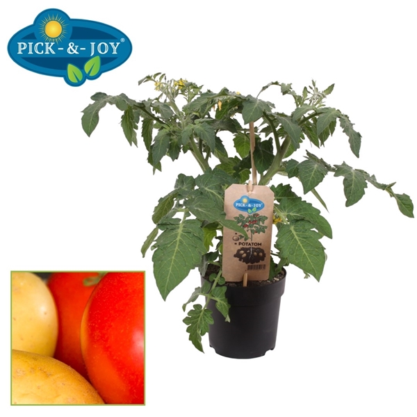 PICK-&-JOY® Potatom