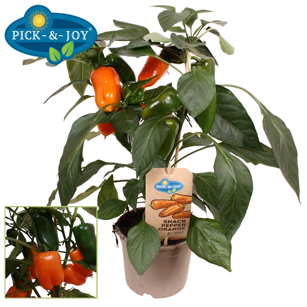 PICK-&-JOY® Snack Pepper Orange
