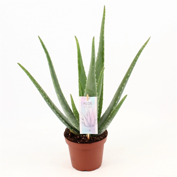 Aloe Vera Barbadensis