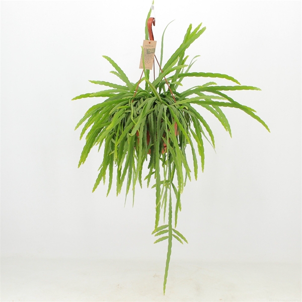 Lepismium Bolivianum Liana Ampel