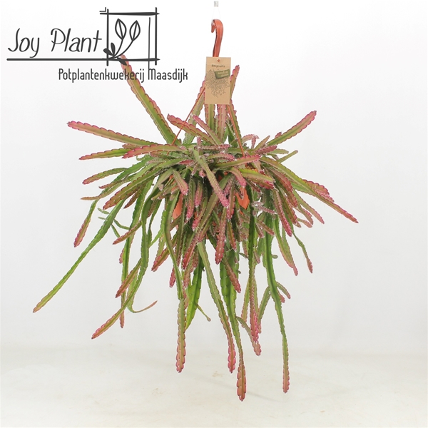 Lepismium Crusiforme Red Tip Ampel