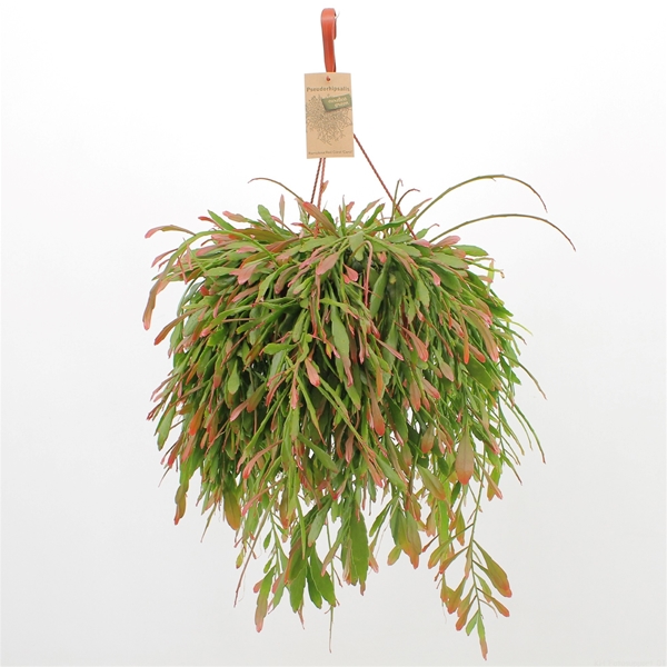 Pseudorhipsalis Ramulosa Red Coral Ampel