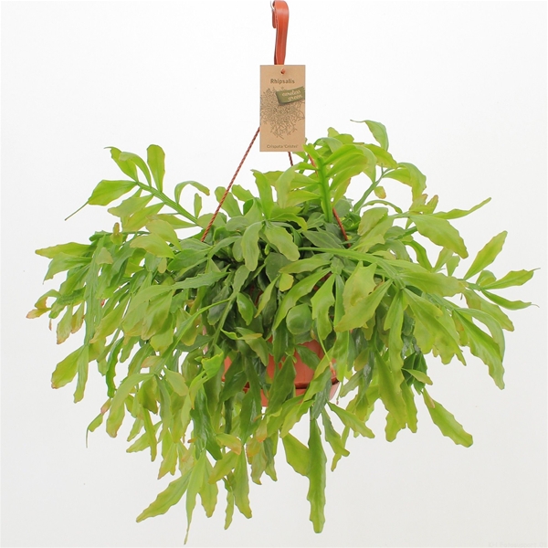 Rhipsalis Crispata Cristel Ampel