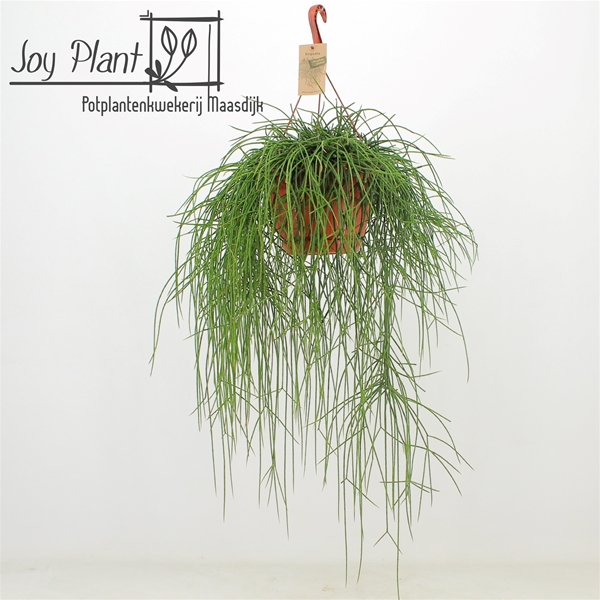 Rhipsalis Floccosa Florine Ampel