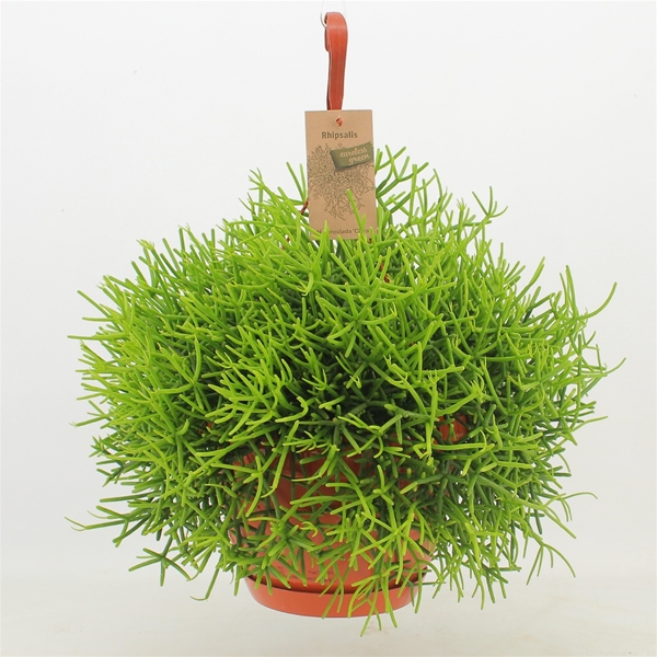 Rhipsalis Heteroclada Clara Ampel