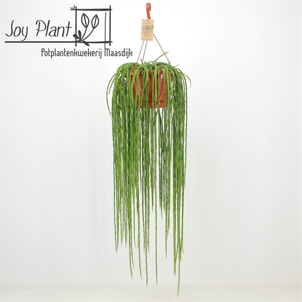 Rhipsalis Paradoxa Minor Donna Ampel