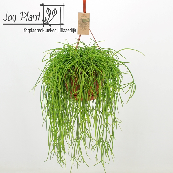 Rhipsalis Shaferi Sharon Ampel