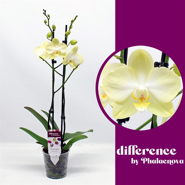 Phalaenopsis 2-t Amadeus