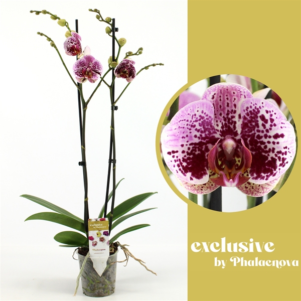 Phalaenopsis 2-t Beata