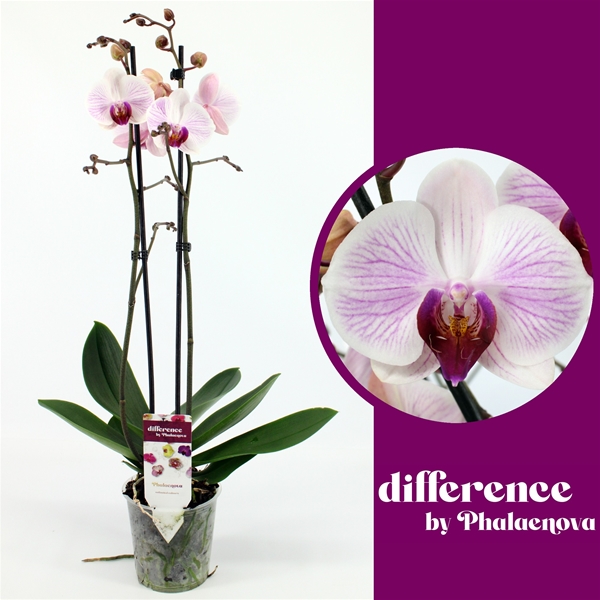 Phalaenopsis 2-t Denver
