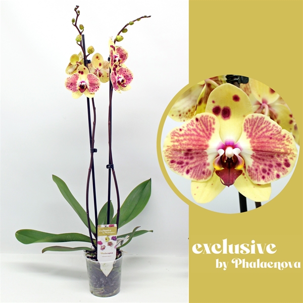 Phalaenopsis 2-t Exotic Punch
