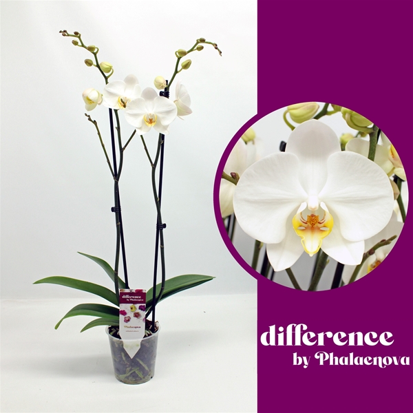 Phalaenopsis 2-t London