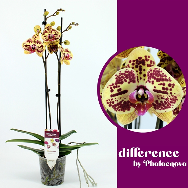 Phalaenopsis 2-t Mariola