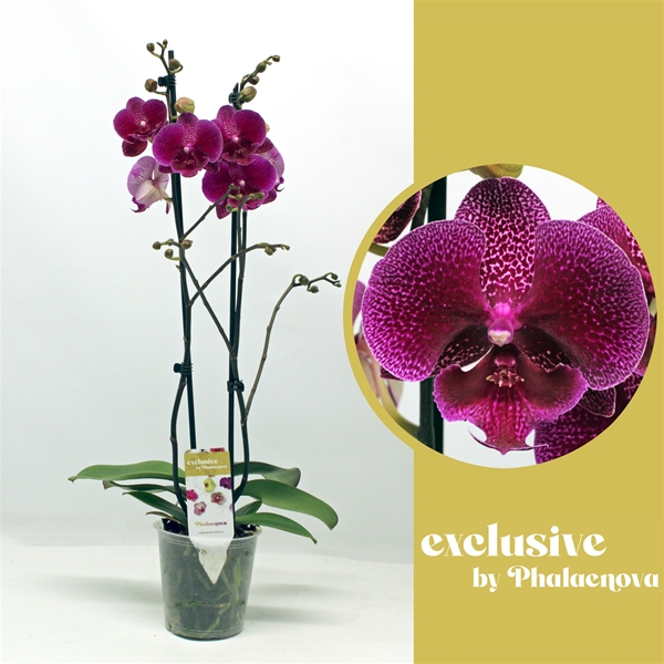 Phalaenopsis 2-t Zoja