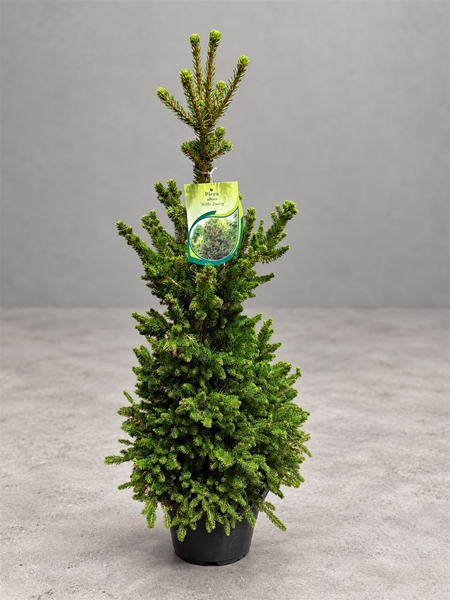 Picea Will's Zwerg 80-100 cm