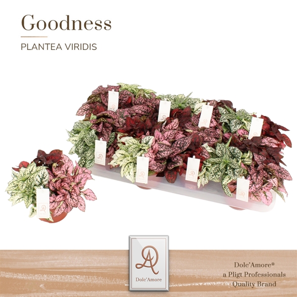 Hypoestes Trio
