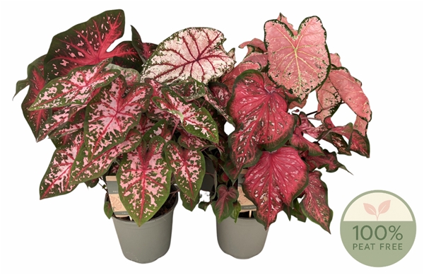Caladiums XL Mixlage