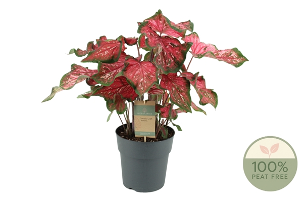 Caladium Pink Panther XL
