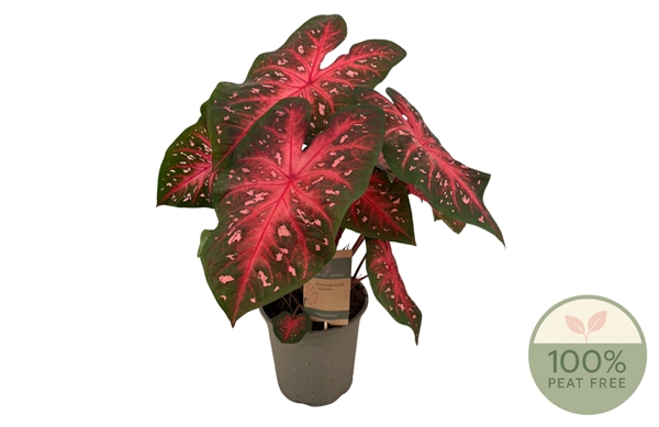Caladium Red Flash XL