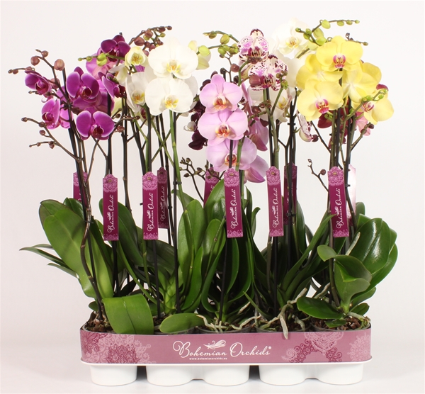 Phalaenopsis 2-t Mix