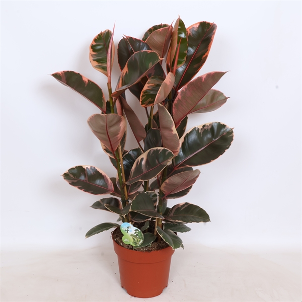 Ficus Elastica Belize
