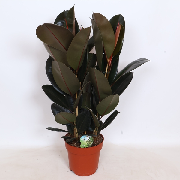 Ficus Elastica Abidjan