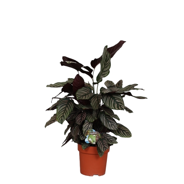 Calathea Ornata Sanderiana