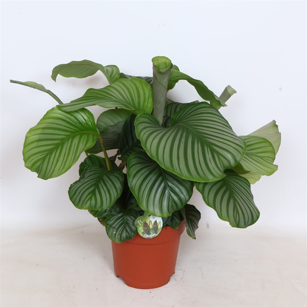 Calathea Orbifolia