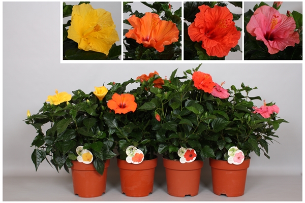 Hibiscus Fiori Grande Mix