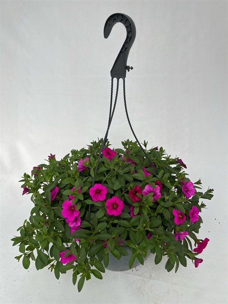 Calibrachoa Caberet Early Neon Rose Ampel