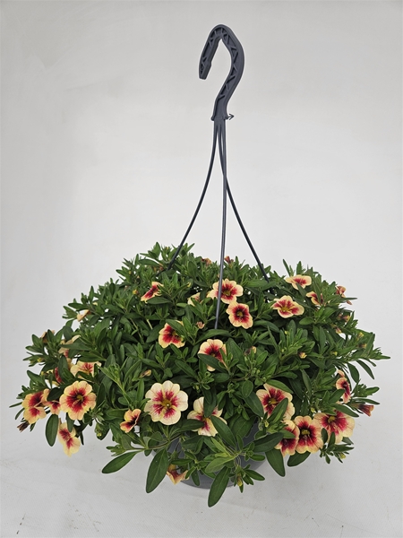 Calibrachoa Mango Ampel