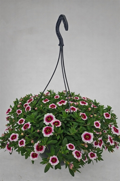 Calibrachoa Panna Cotta Ampel