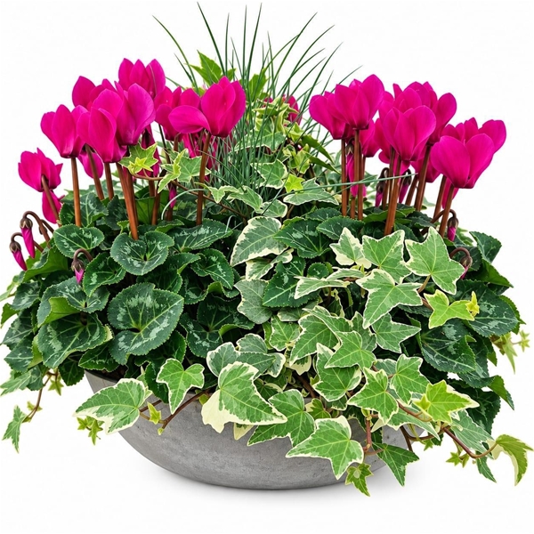 CYFH602 Cyclaam-Festuca-Hedera schale XL